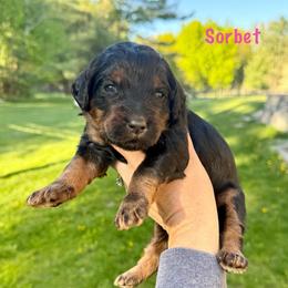 Sorbet - Phantom female Bernedoodle puppy in Midland, Michigan from Northern Charm Farm