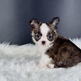 McIntosh (Mac) - Fawn brindled black male Chihuahua puppy in Simpsonville, South Carolina from N&T's Chihuahuas