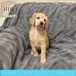 Alfred- Solid Apricot-Cream, Light Blue collar - Apricot male Poodle puppy in Charlo, Montana from Heavenly Hilltop Farm