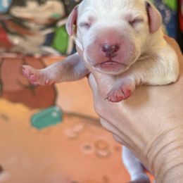 3rd pick female - White and liver brown female Dalmatian puppy in Lake Mathews, California from Bully Market