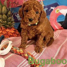 Bugaboo - Red  female Goldendoodle puppy in Chelan, Washington from North Cascades Doodles