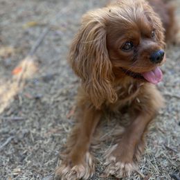 Marceline - Cavalier King Charles Spaniel