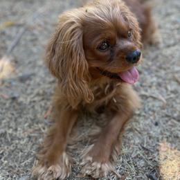 Marceline - Cavalier King Charles Spaniel