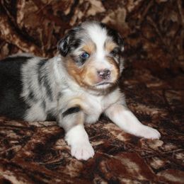 Brazos - Blue merle Australian Shepherd puppy in Texas from Southern Paws Mini Aussies