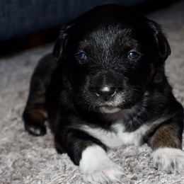 Australian Shepherd Puppies from SoMa's Legacy Aussies