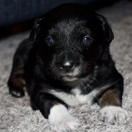 Australian Shepherd Puppies from SoMa's Legacy Aussies
