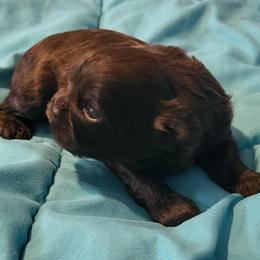 Ryder - Liver male Shih Tzu puppy in Newport, Arkansas from Gina's Lil Zues and Yorkies Kennel