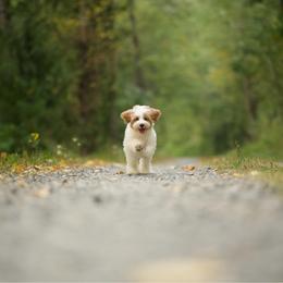 Dimond - Parti male Maltipoo puppy in Deming, Washington from Heavenly Puppies to Love