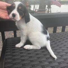 English Setter Puppies from Monkota Setters