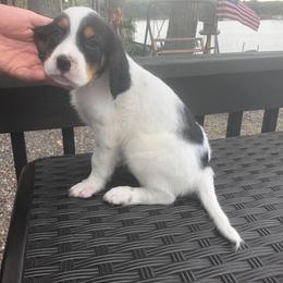 English Setter Puppies from Monkota Setters