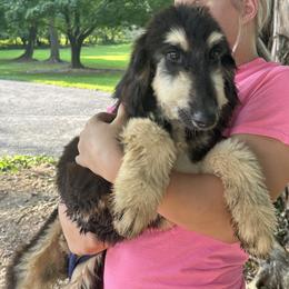 Puppy Girl 3 - Black and tan female Afghan Hound puppy in Carlisle, Pennsylvania from Winterberry Afghan Hounds