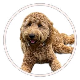 Willa - Goldendoodle