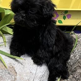 Shih Tzus from Primmnproper Shih tzus