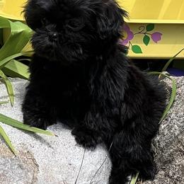 Shih Tzus from Primmnproper Shih tzus