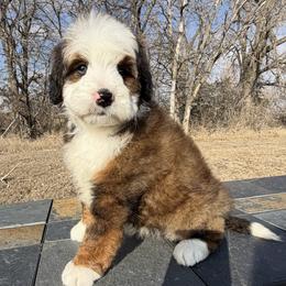 Penny - Chocolate merle female Bernedoodle puppy in Sioux Falls, South Dakota from WhiskeyCreek Doodles