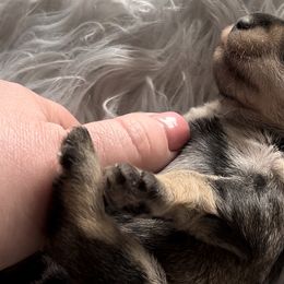 Girl 1 - Salt and pepper Miniature Schnauzer puppy in Hull, Georgia from Ardent Miniature Schnauzers of Athens