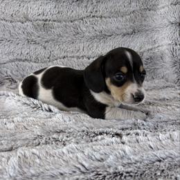 Ringo - Piebald male Dachshund puppy in Elfrida, Arizona from Brooke Suarez