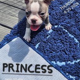 Princess BubbleGum Girl 3 (5th born) - Blue female Boston Terrier puppy in Versailles, Indiana from Benhams Bostons