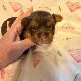 Nestlé - Chocolate, tan and white female Yorkshire Terrier puppy in Cameron, Oklahoma from Jane’s Yorkies