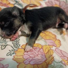 Hank (orange collar) - Black tri-color male Australian Shepherd puppy in Okeechobee, Florida from Rothsolid Aussies