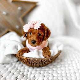 Kiara - Red  female Goldendoodle puppy in Springville, Utah from Happy Doodle