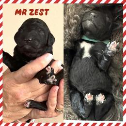 Mr. Zest - Black male Goldendoodle puppy in Millersville, Pennsylvania from Love at First Doodle