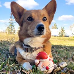 American Corgis from DK Coal Country Corgis