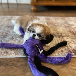 Pekingese Puppies from Della Serra Pekingese