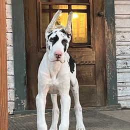 Great Dane Puppies from Lotsaspots Danes