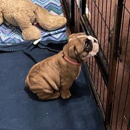 Bulldog Puppies from K & K Little Blessings