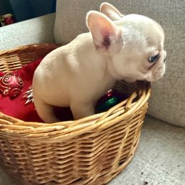Lily - Cream female French Bulldog puppy in Shoreline, Washington from Wusspurrs Frenchies