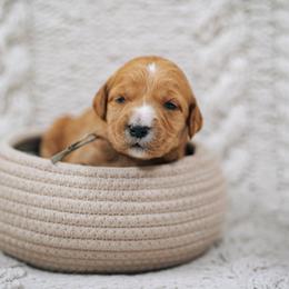 Lilac collar - Cinderella - Red  female Goldendoodle puppy in Duncan, South Carolina from Abner Creek Poodles & Doodles