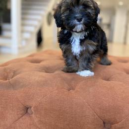 Goldendoodle Puppies from Lady Paws Puppies