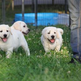 Labrador Retriever Puppies from Serenity Labradors