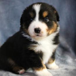 Gunner - Black tri male Miniature Australian Shepherd puppy in Menomonee Falls, Wisconsin from Hunt N Oaks