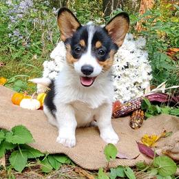 Hermione Granger - Black and tan female American Corgi puppy in Gouverneur, New York from St. Lawrence Corgis