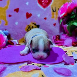 Purple collar - Blue female Boston Terrier puppy in Rosston, Arkansas from Green Acre Boston Terriers