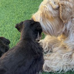 sully - Miniature Schnauzer