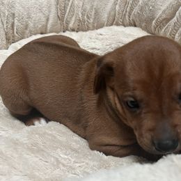 Rhodesian Ridgeback Puppies from blueridgebacks