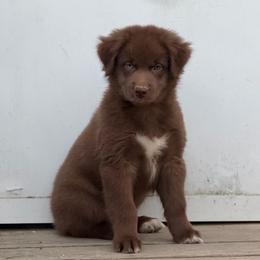 Caramel - Red male Australian Shepherd puppy in Windsor, New York from Double B Aussies