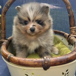 Blue merle with tan - Blue merle male Pomeranian puppy in Kelso, Washington from Highlander Pomeranians