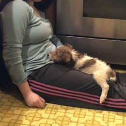 Wire Fox Terrier Puppies from Lyndon Meadow Farm