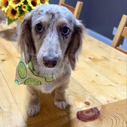 Pandora - Dachshund
