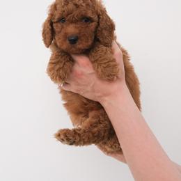 Australian Labradoodle Puppies from New England Labradoodles