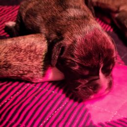 Boxer Puppies from Winchester Boxers