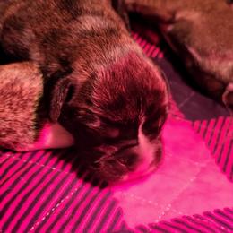 Boxer Puppies from Winchester Boxers