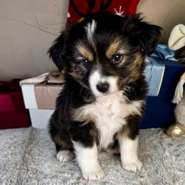 Merry - Black tri female Toy Australian Shepherd puppy in Tonasket, Washington from V5 Aussies