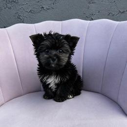 Entei - Black and gold male Yorkshire Terrier puppy in Surprise, Arizona from Enchanted Yorkies