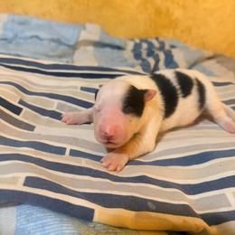 Black and White Heart Puppy Boy - Black and white male Border Collie puppy in Lebanon, Oregon from Cahill’s Canines