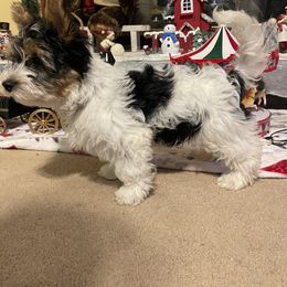 Biewer Terrier Puppies from Southern Star Biewers